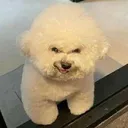evildog