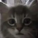 hscat1 Discord Emoji