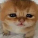 kittenballs kittenballs