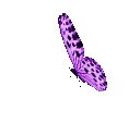 generacija_senin_leptir