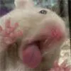 ScreenLickerDerp
