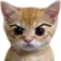 GG2_Gato