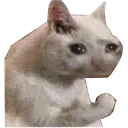 GGG2_Gato