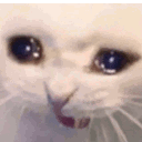 G6_Gato