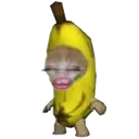 GG4_Gato