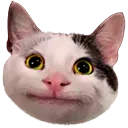G9_Gato