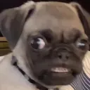 dog_bite