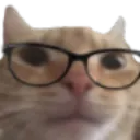 nerdygatito