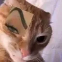 cat_sus