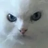 catEvil