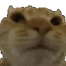NoNo