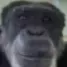 monke