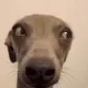 dogSideye