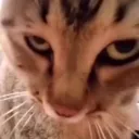 Suscat suscat Discord Emoji