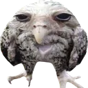 deadowlserious