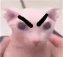 XZ_gatoenojau