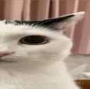 thiswidecat2