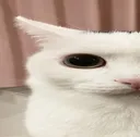 thiswidecat1