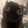 goobercatscared