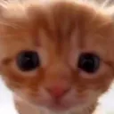 hscat2 Discord Emoji