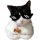 catswag