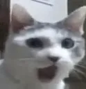 PogCat