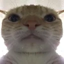 Swagcat swagcat Discord Emoji