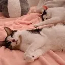 cats_sleepybuddies