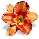 flower_orange_lily Discord emoji