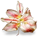 flower_lily