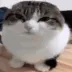 wawaevolved