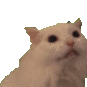 RC_meow