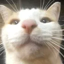 unsilly_cat