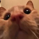 astonishinglyfunnycat