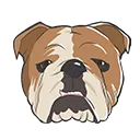bulldog