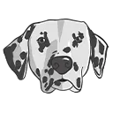 dalmatian