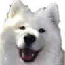 dogohappy