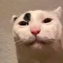 huh huh