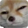 doggojudge