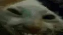 xddnod