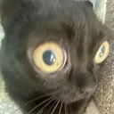 cat_HUH