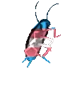 trans_roach