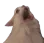 aScrem2