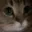 meow