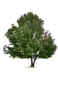 tree_full1