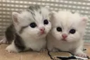 OxBOMOojLfk