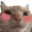 flushedcat