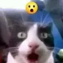 white_cat4