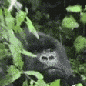 j_Gorilla Discord Emoji