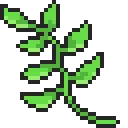 vine